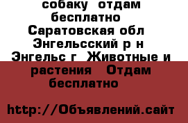 собаку  отдам бесплатно - Саратовская обл., Энгельсский р-н, Энгельс г. Животные и растения » Отдам бесплатно   